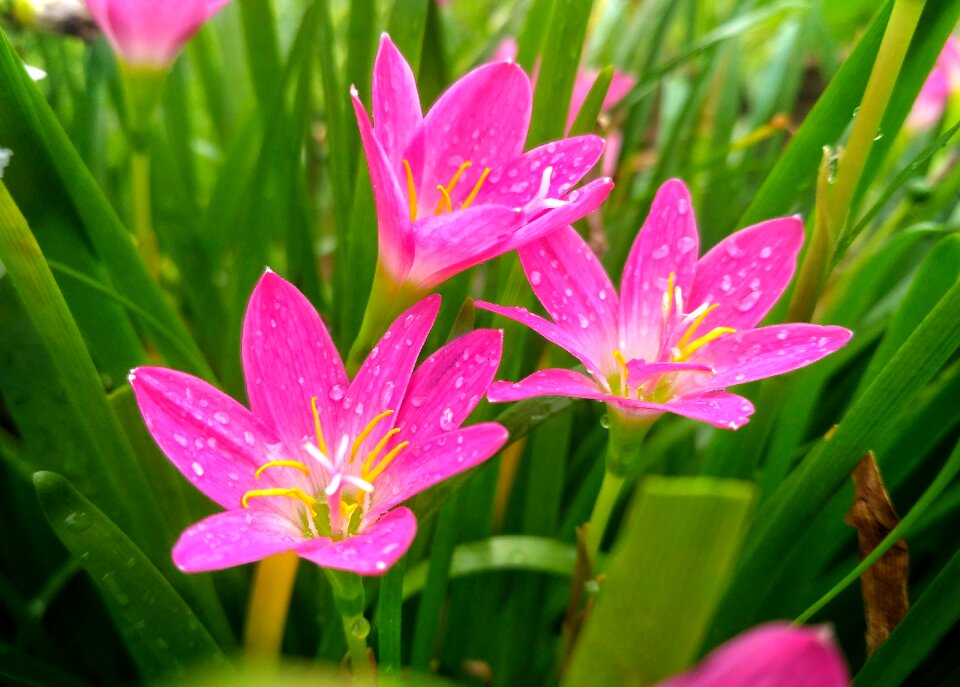 Wild pink flower beauty