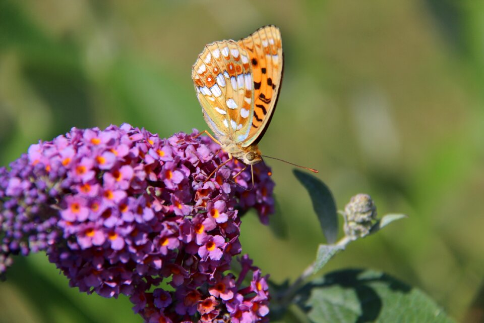 Flower nature insect photo