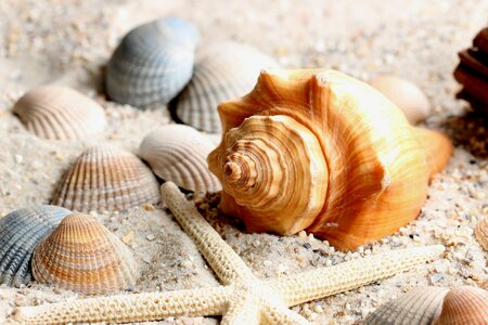 Shell mussels shellfish photo