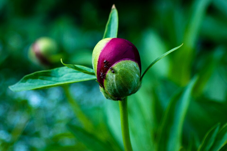 Blossom bloom flower