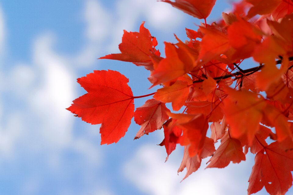 Nature autumn bright