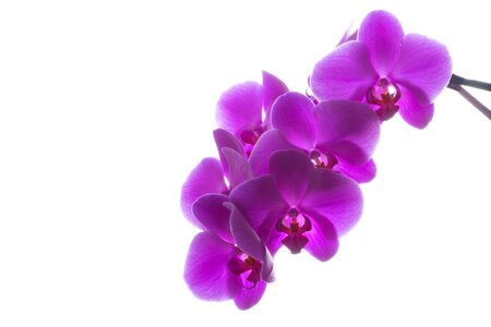 Violet pink botany