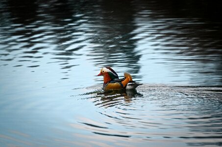 Water bird lake pond photo
