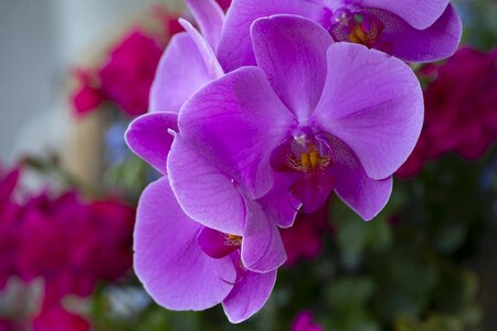 Violet pink botany