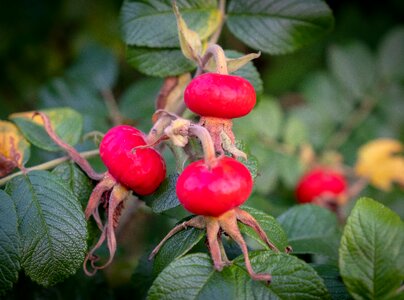 Fruit bush plant photo