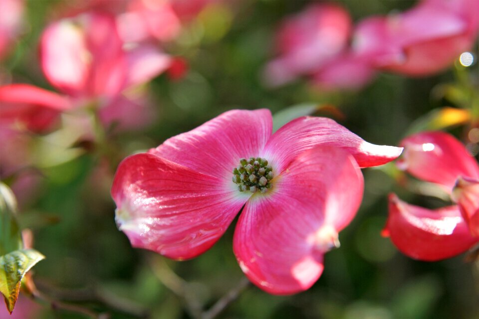 Flower nature plant photo