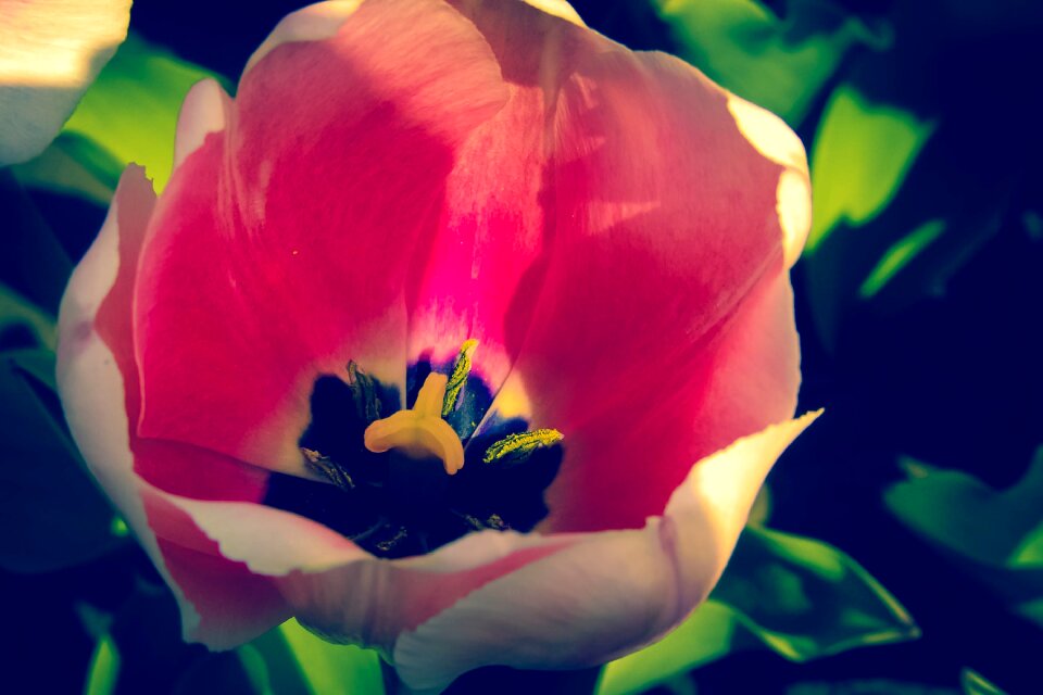 Tulip nature pink