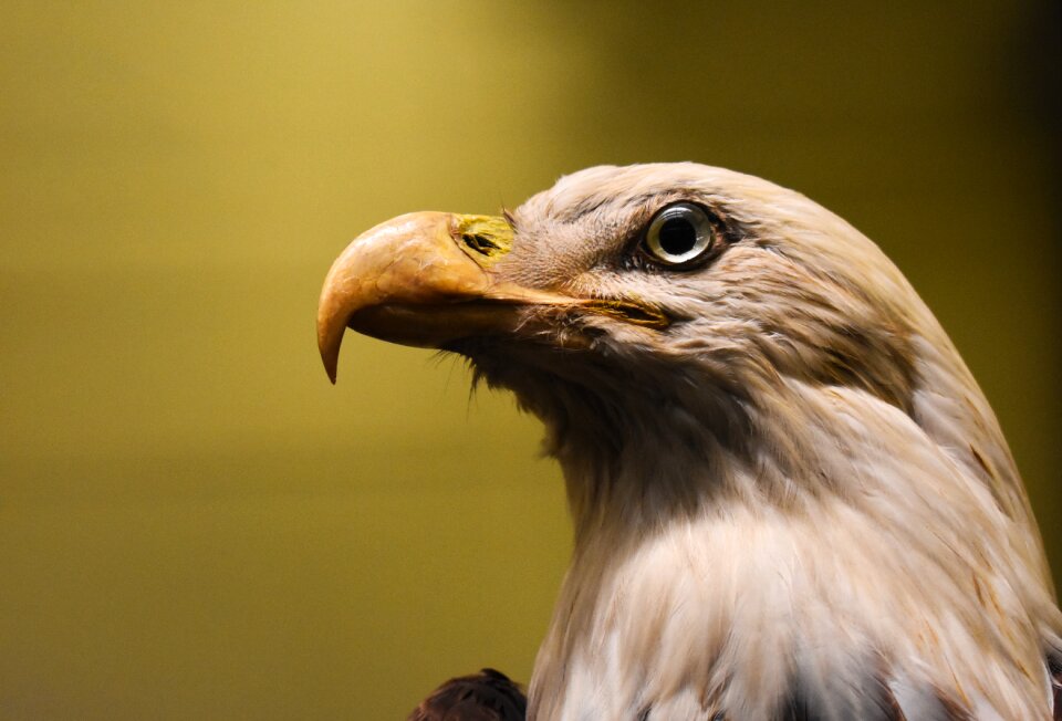 Beak bird decoration