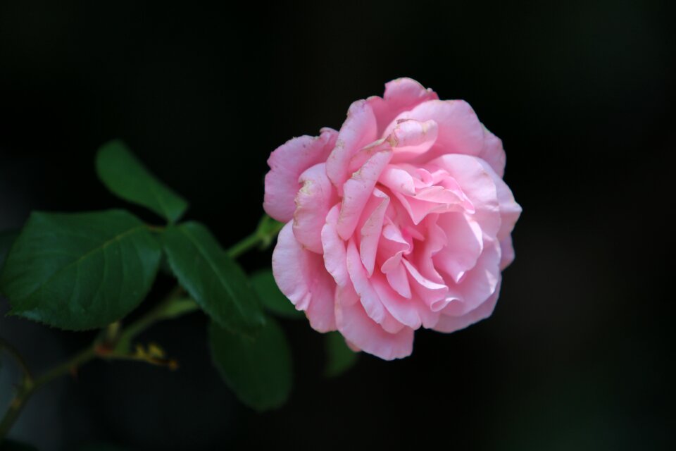 Rose garden pink flowers pink roses