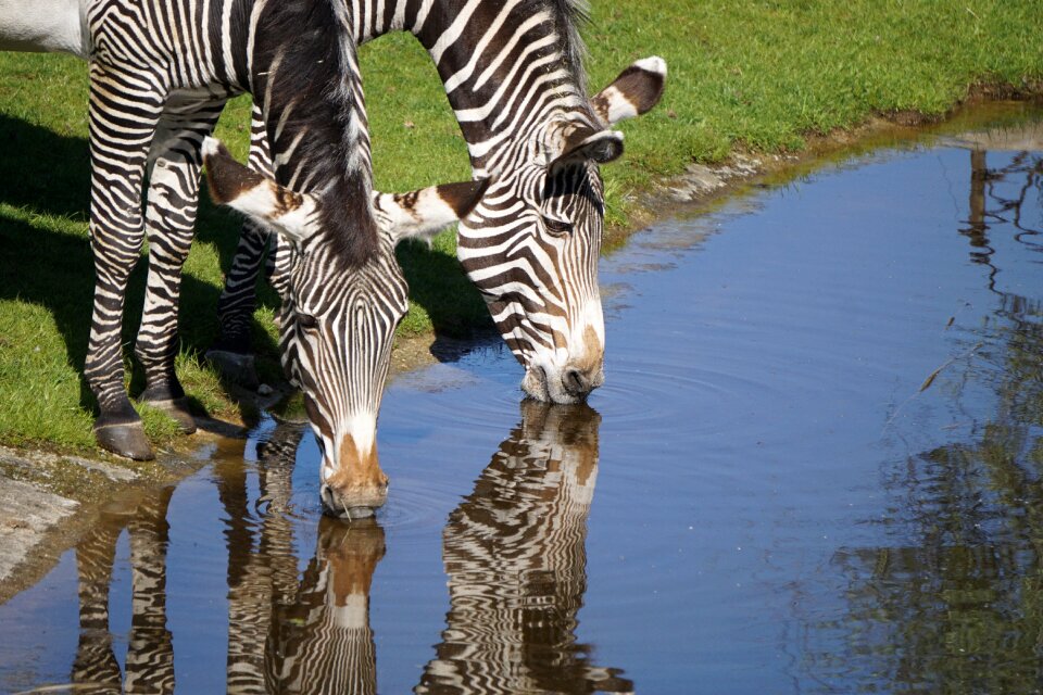 Mammal africa animal world
