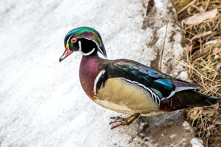 Waterfowl nature colorful