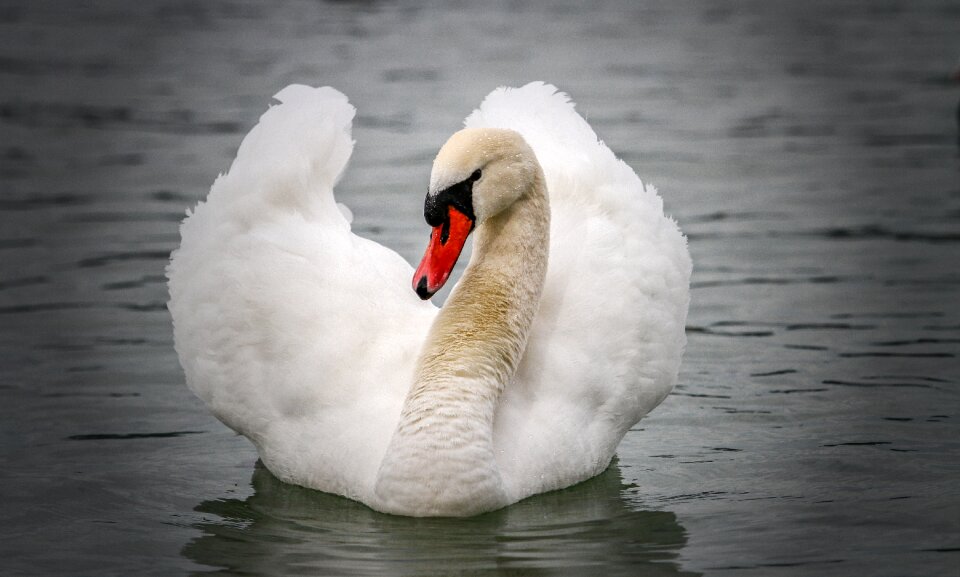 Water bird animal schwimmvogel