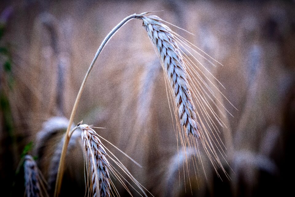 Blade of grass cereals agriculture