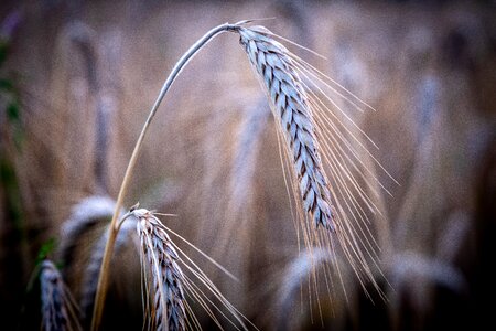 Blade of grass cereals agriculture photo