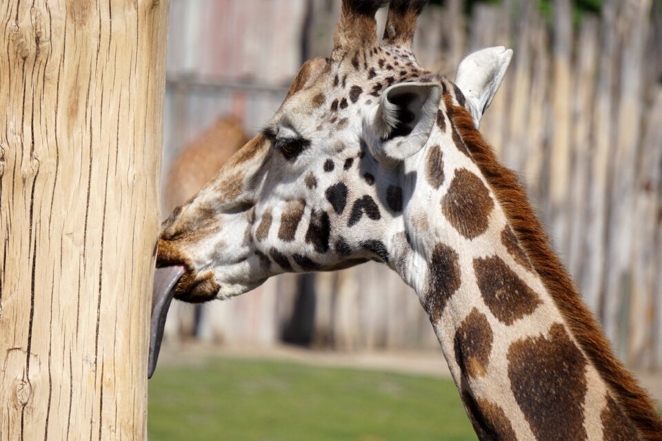Cheeky stick out tongue wild animals