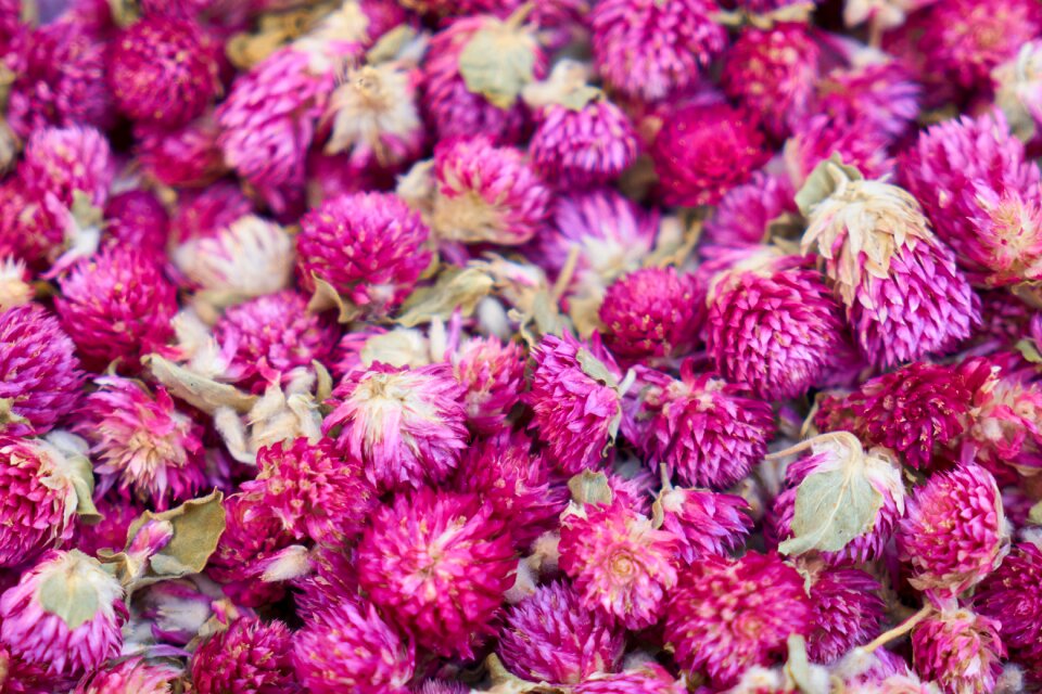 Background nature plant