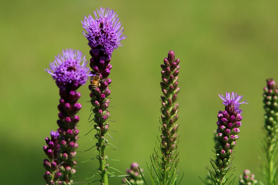 Garden flower garden purple flowers