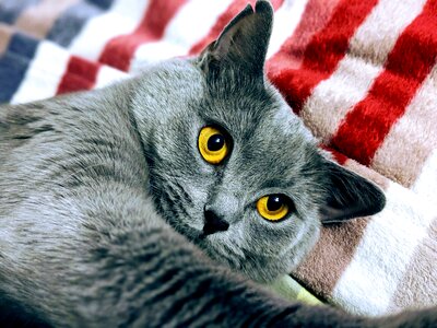 Pet animals fur