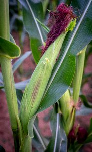 Cornfield agriculture food photo