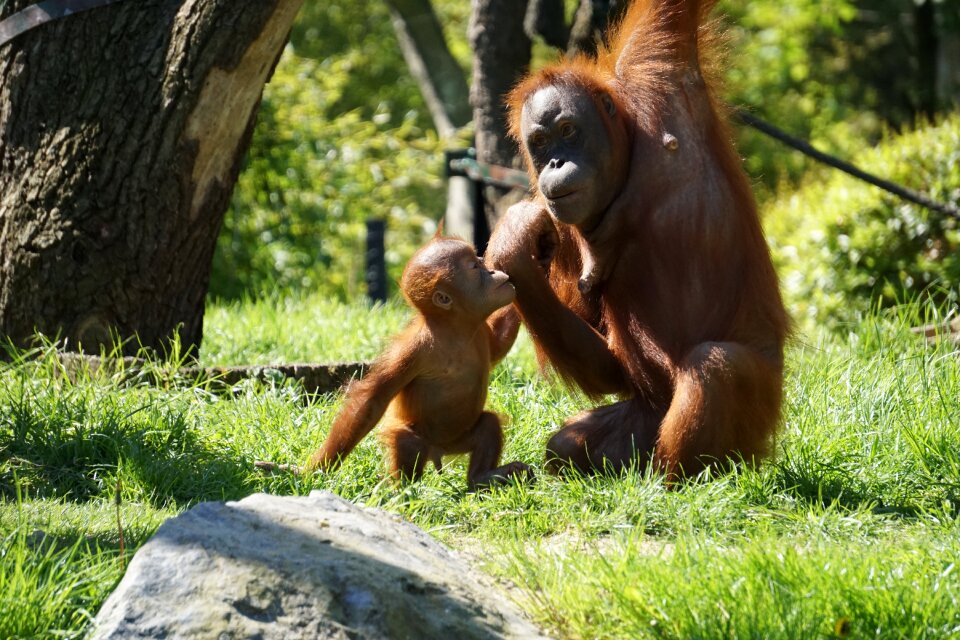Monkey mammal animal