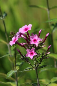 Nature garden flower garden