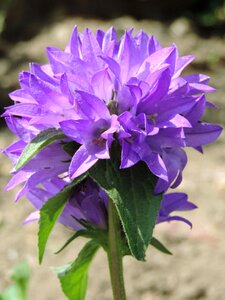 Garden blooming closeup