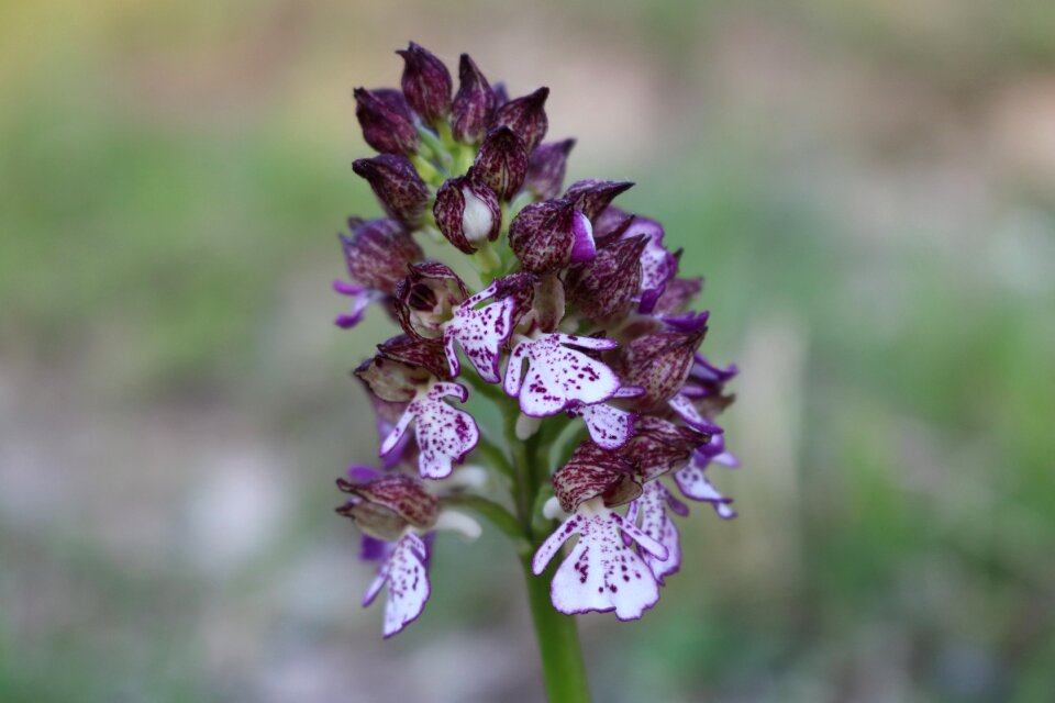 Flowers purple exotic