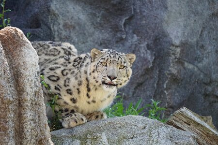 Predator leopard animal