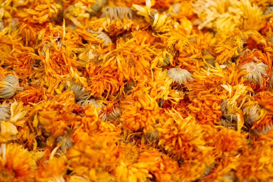 Texture background nature