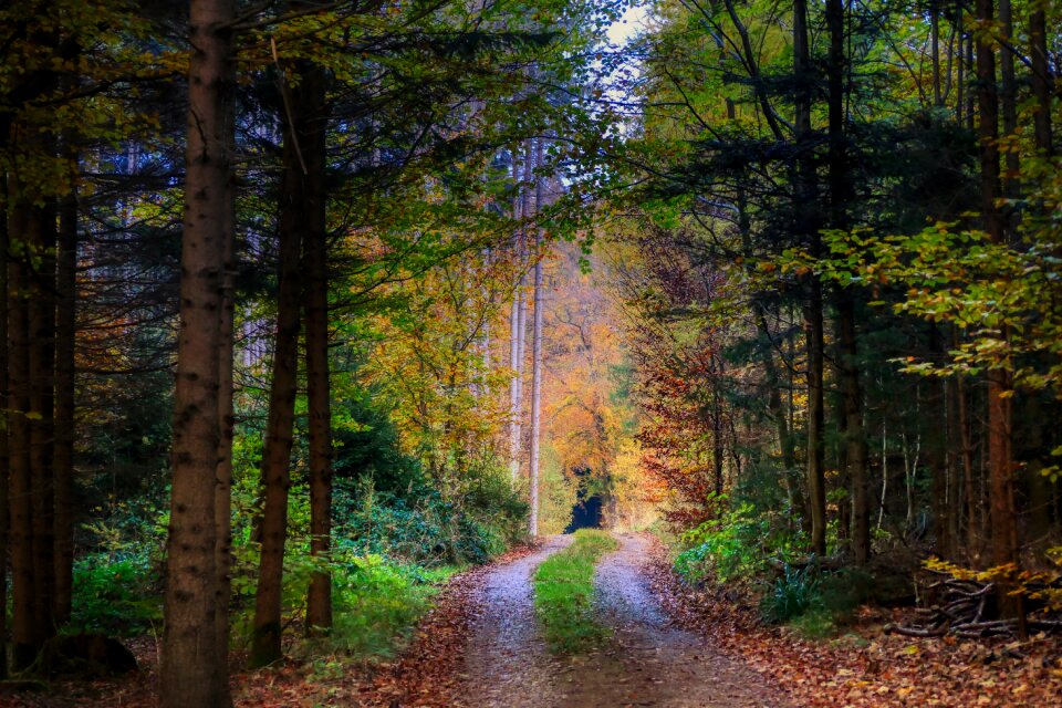 Landscape tree away