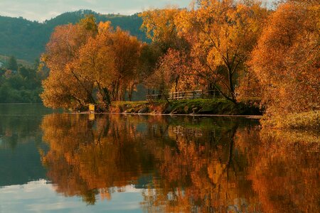 Color warm tree