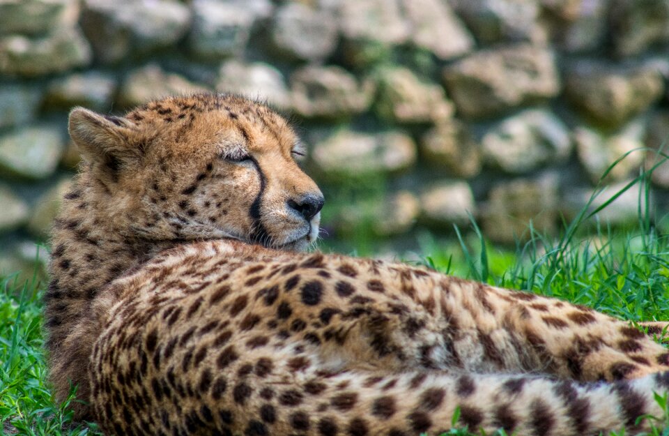 Speckles sleeps resting