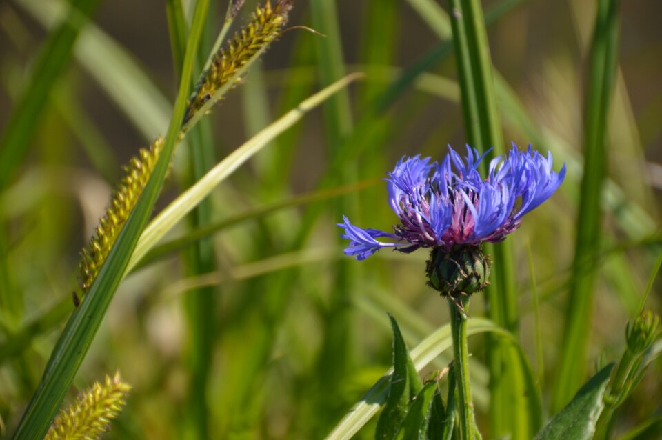 Grass nature garden