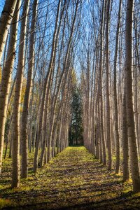 Nature bark light photo