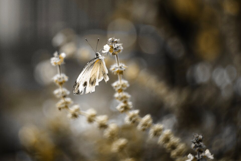 Nature insect animal