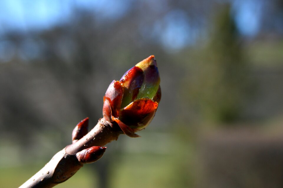 No one tree flower