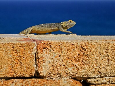 Spin tail greece rhodes