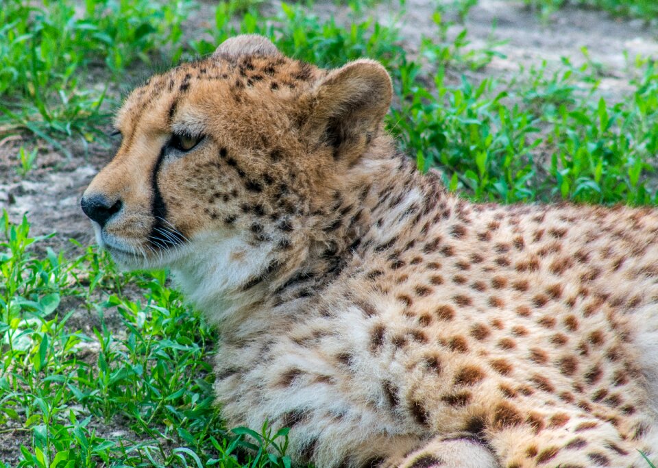 Speckles it is observed looks
