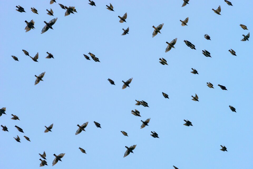 Flock of birds flying animal world