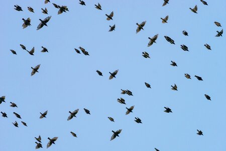 Flock of birds flying animal world photo