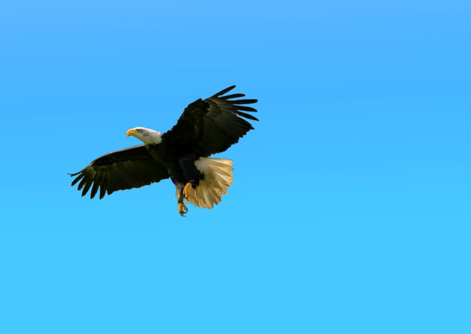 Animal world bird of prey flight