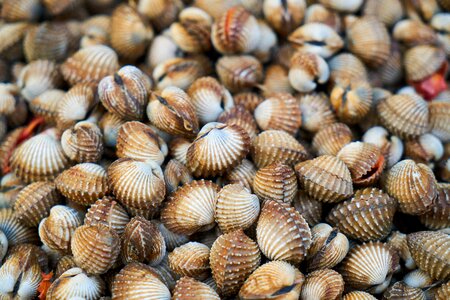Nature snails psoriasis