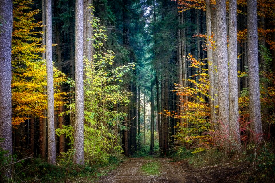 Landscape tree away