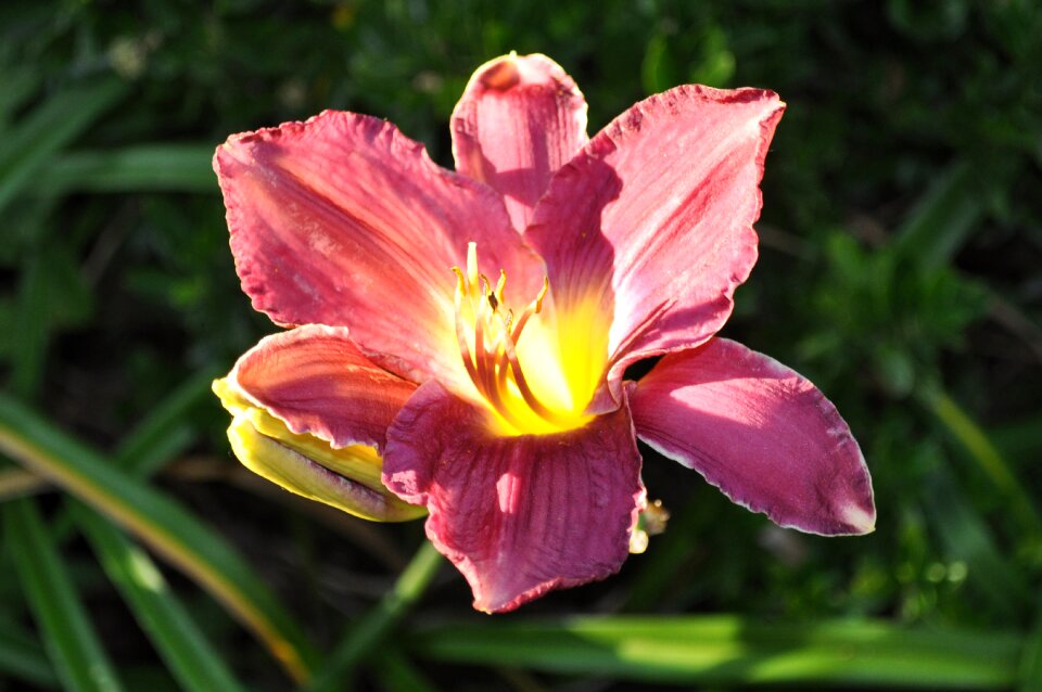 Greenery garden petals