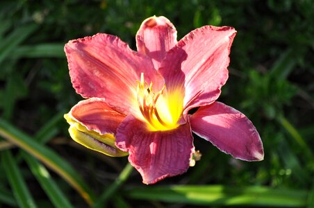 Greenery garden petals
