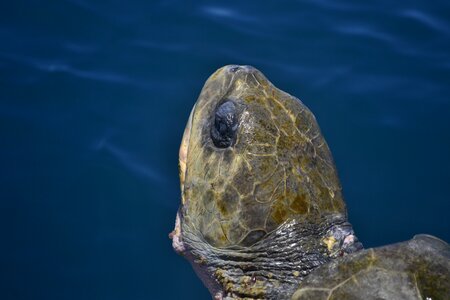 Turtle reptile aquatic photo