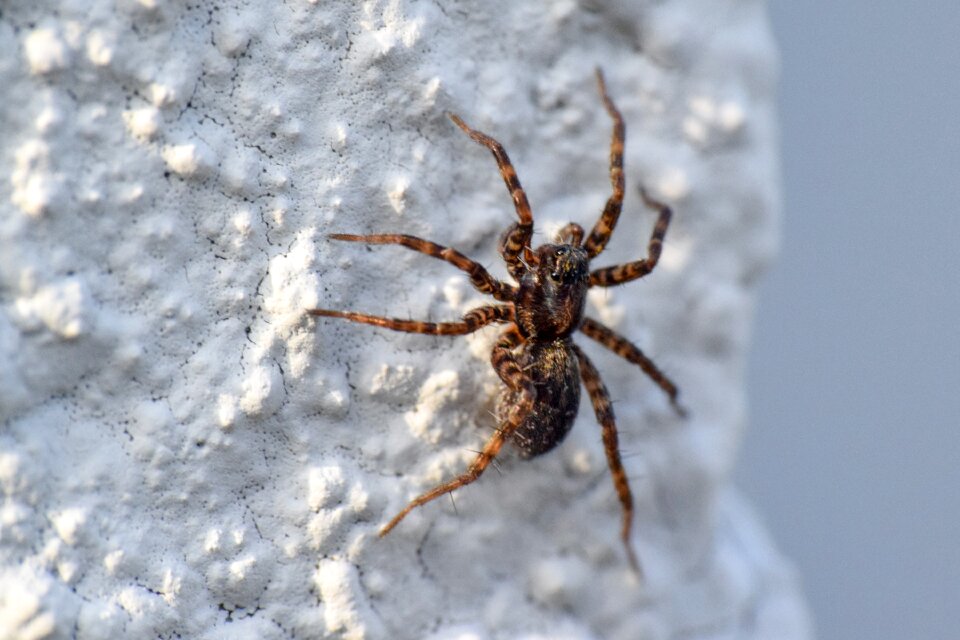 Spider eyes closeup