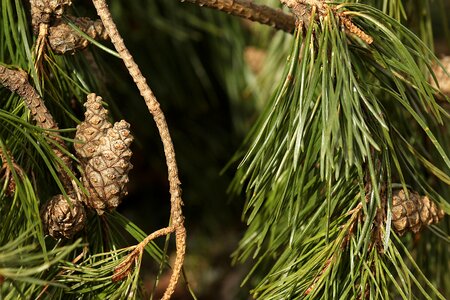 Cone branch nature