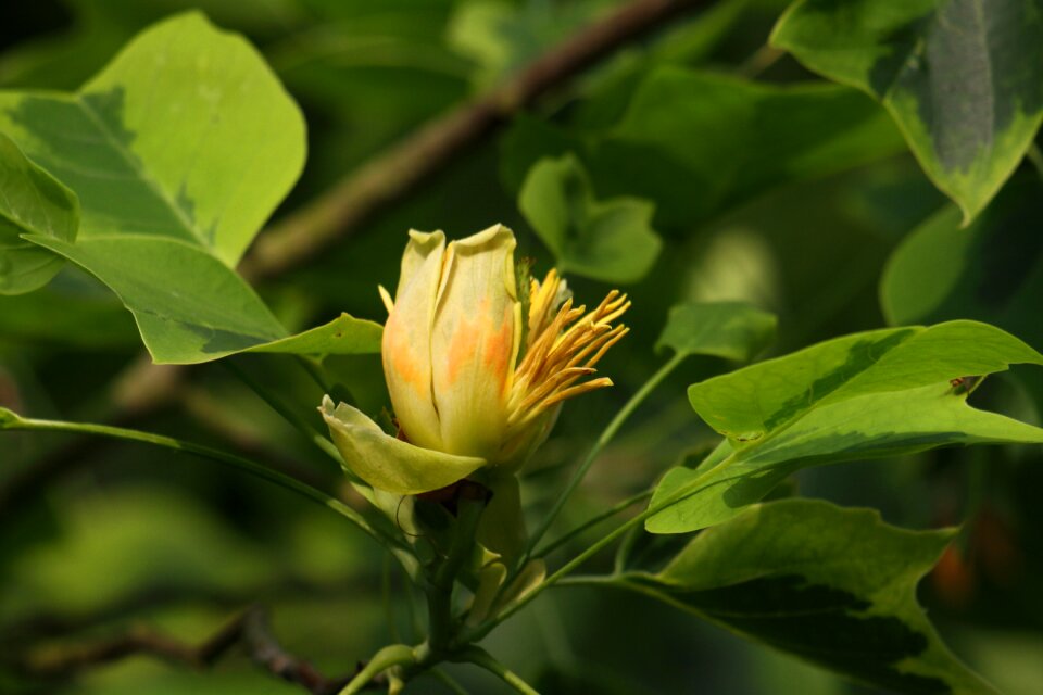 Nature big tree liriodendron tulipifera