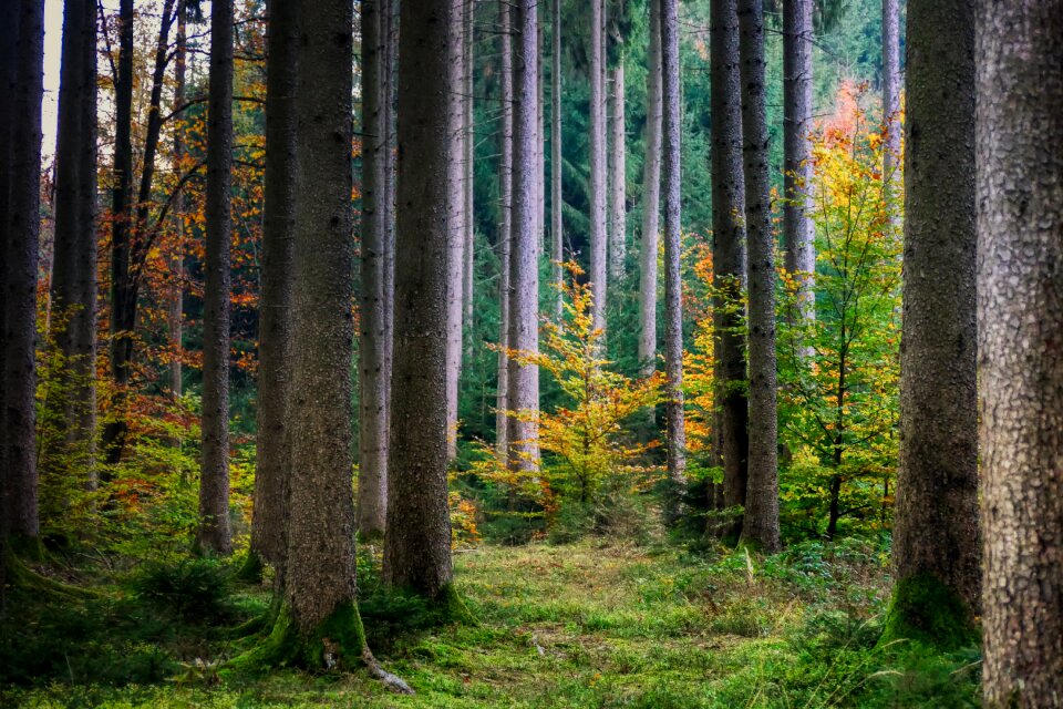 Landscape tree mood